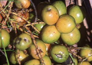 Sägepalme-Früchte