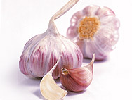 Allium sativum L./Knoblauch