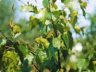 Botanische Merkmale: Betula pendula ROTH - Gewöhnliche Birke