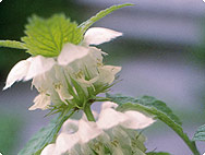 Taubnessel Lamium album